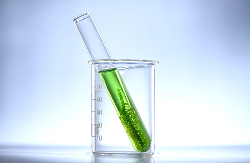 Cultivo de tejidos vegetales, técnica biotecnológica con infinitas utilidades 2 Cultivo de tejidos vegetales