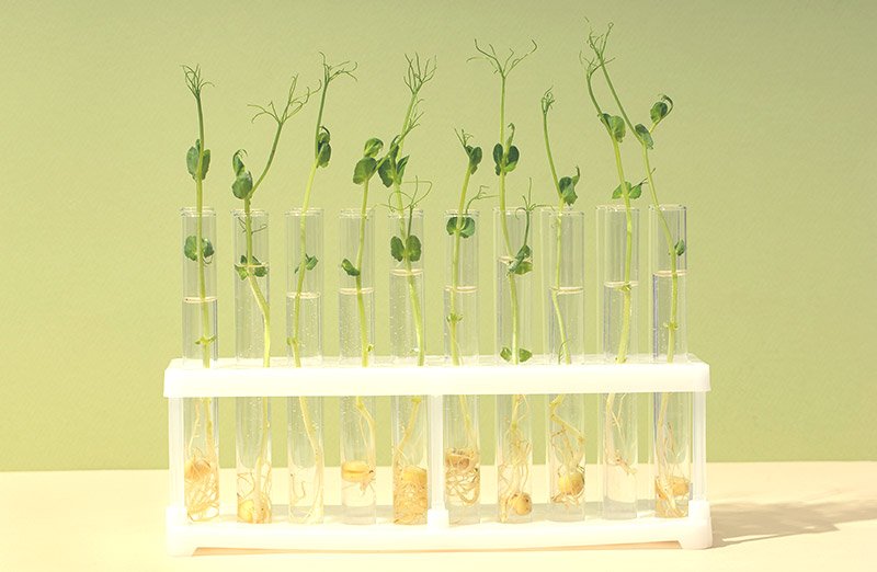 Perché eseguire la micropropagazione delle piante in modo automatizzato? 3 raypa preparador de medios de cultivo micropropagacion multiplicacion Perché eseguire la micropropagazione delle piante in modo automatizzato?