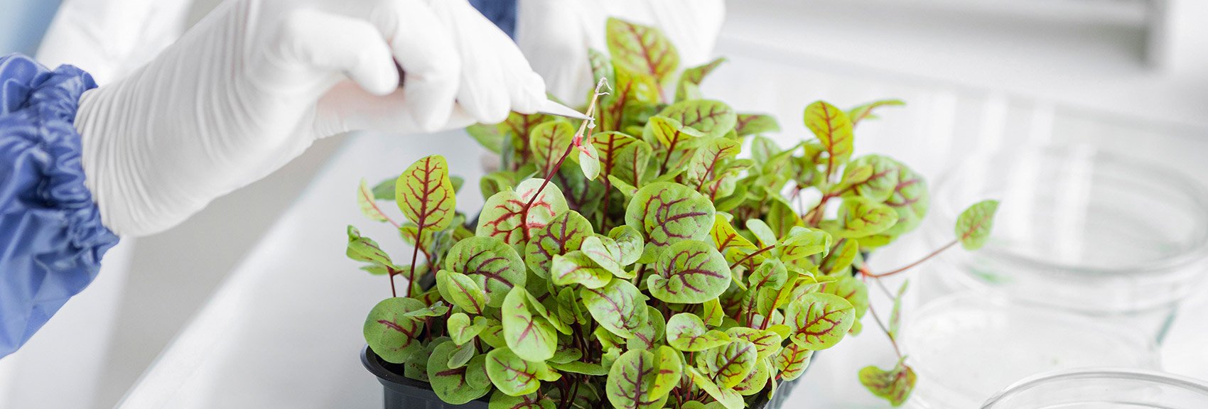 Automated micropropagation of plants RAYPA