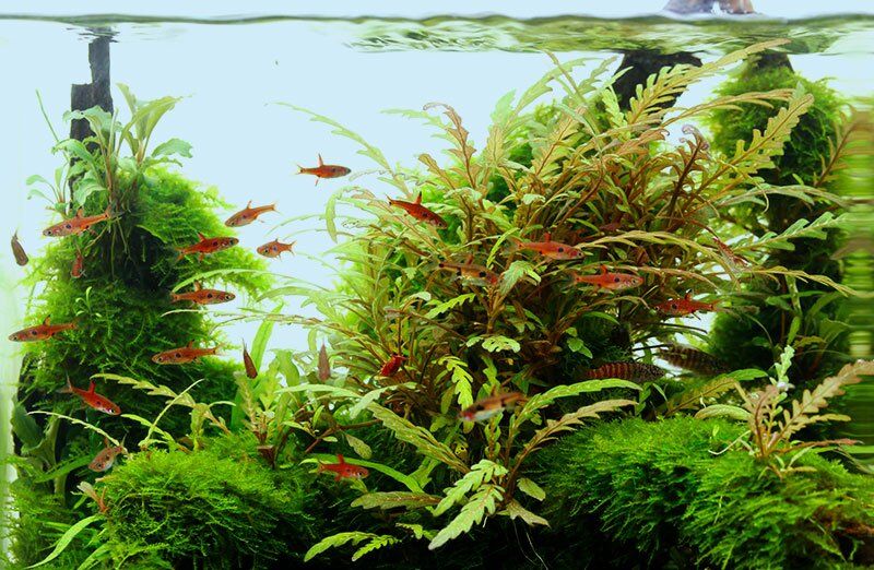 Culture media preparator: Oriental Aquarium case study.