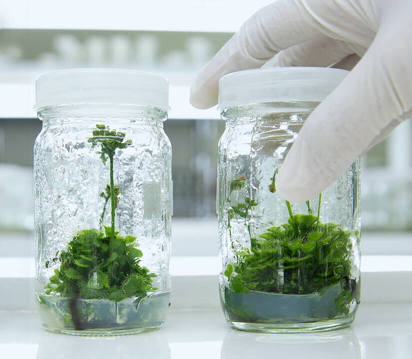 Laboratorios de tejidos vegetales Home