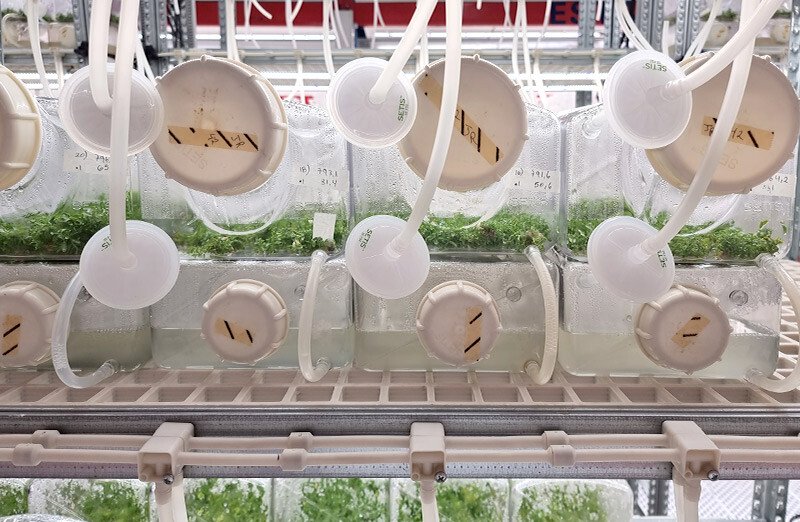 Culture media preparator: Botanical Solution Case Study
