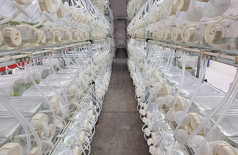 Culture media preparator: Botanical Solution Case Study