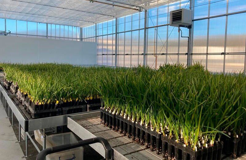 Plant & Palm Lab Biotechnologies (PPLB) Center.