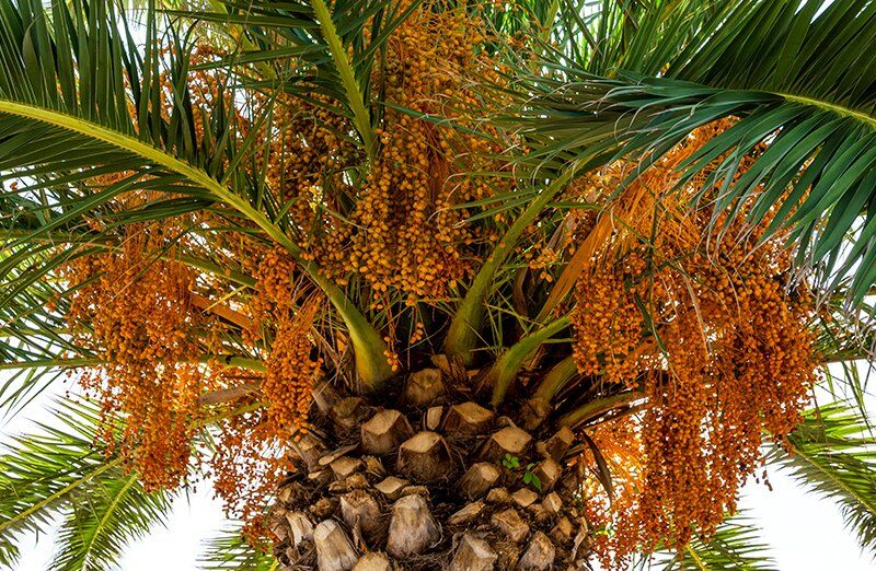 Date palm to illustrate the success story of Plant & Palm Lab Biotechnologies (PPLB).
