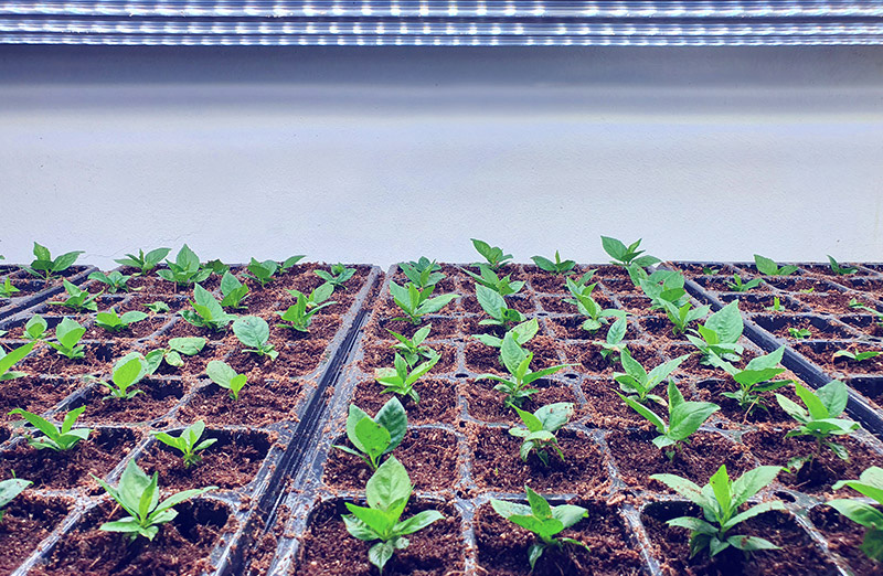Proceso de aclimatación de plantas micropropagadas en invernadero tras cultivo in vitro