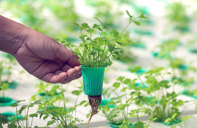 Plántulas creciendo en bandejas bajo condiciones controladas en laboratorio de micropropagación vegetal
