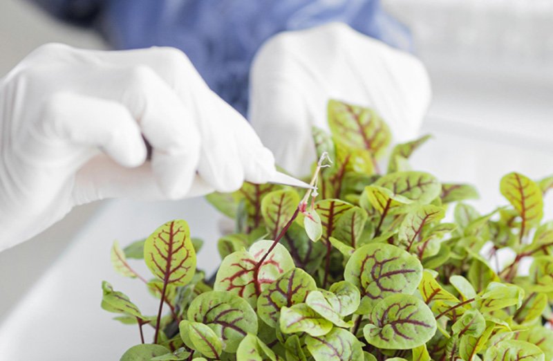 Técnico manipulando explantes vegetales en condiciones estériles para cultivo in vitro
