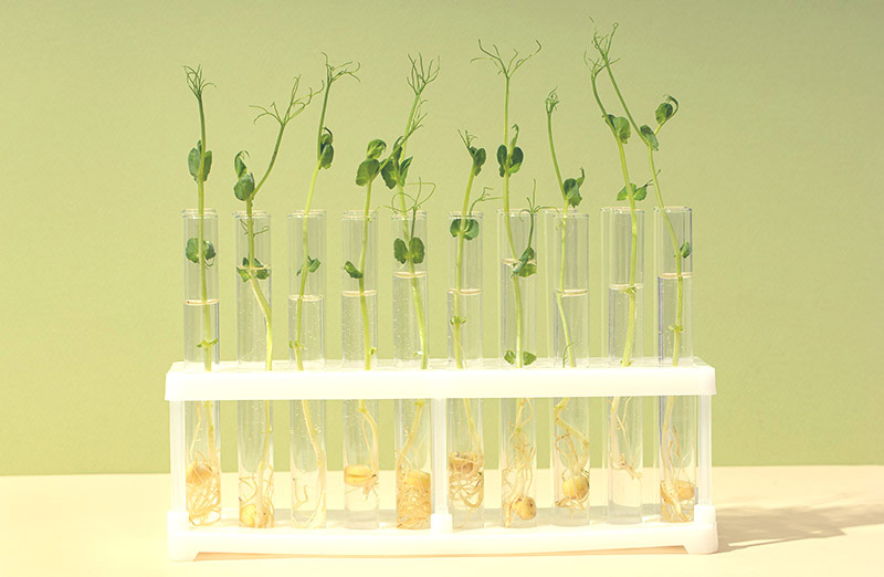 Plantas cultivadas in vitro en tubos de ensayo con medio de cultivo estéril en laboratorio