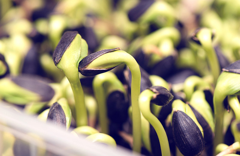Germinación de semillas en condiciones controladas para propagación vegetal